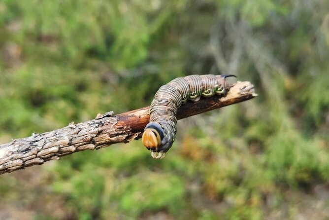 4-Day Small-Group Intermediate Survival Course in Södermanland - Why this Södermanland survival course feels practical, not theatrical