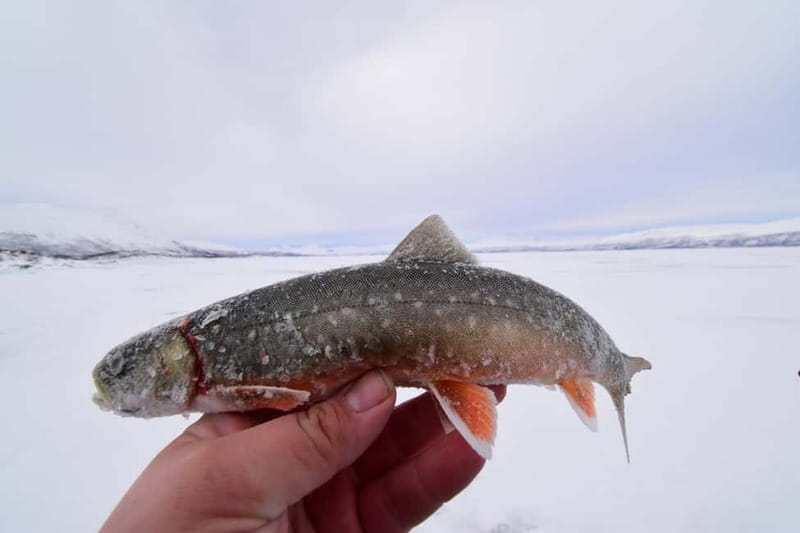 Abisko: Ice Fishing Experience - Price and Value: What $99 Really Buys You Here
