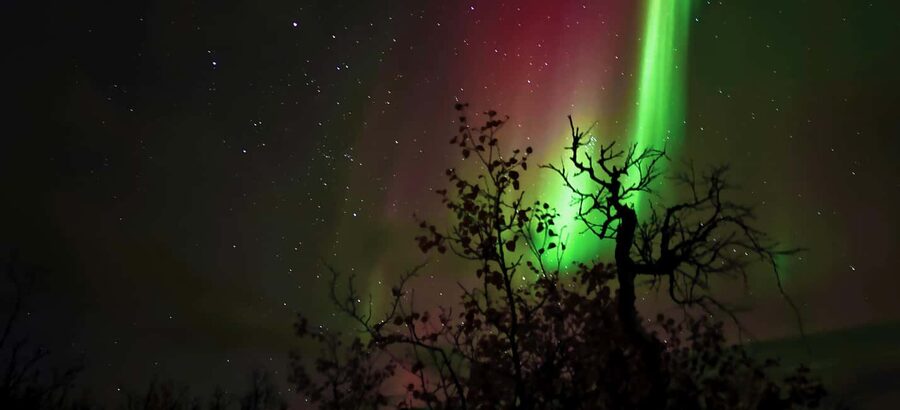 Abisko: Northern Lights Hike with Husky Puppies - Husky puppy cuddles, zoomies, and why they matter on a cold night
