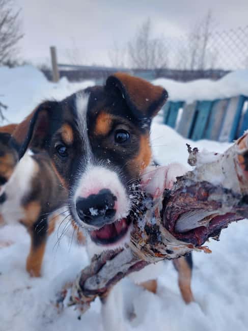 Abisko: Northern Lights Hike with Husky Puppies - If the aurora does not show: how this tour still earns its price