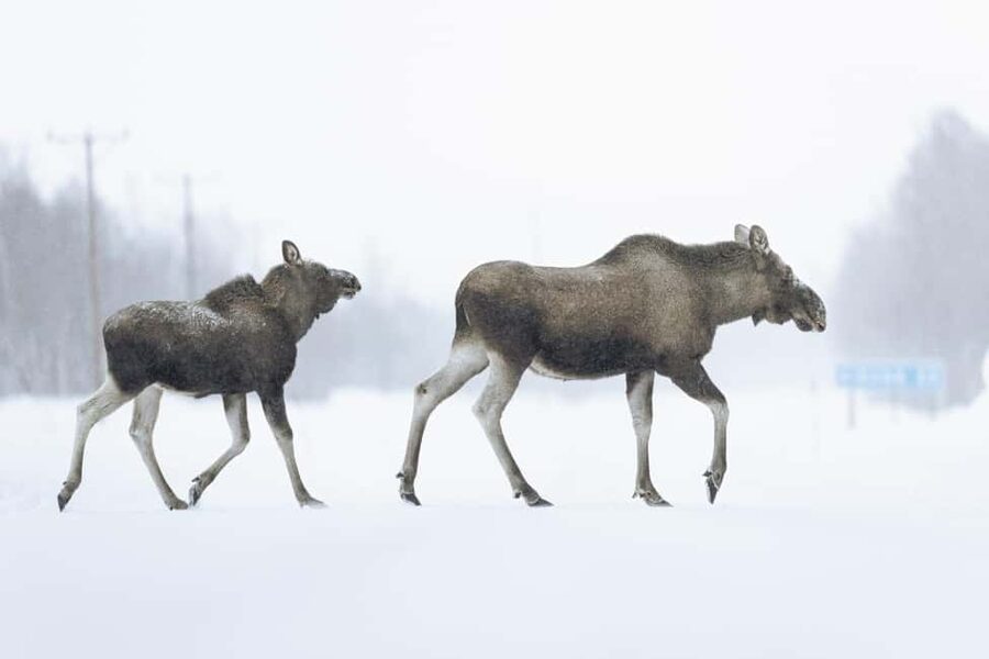 Abisko: Photo Hike with Professional Photographer - Key things to know before you go