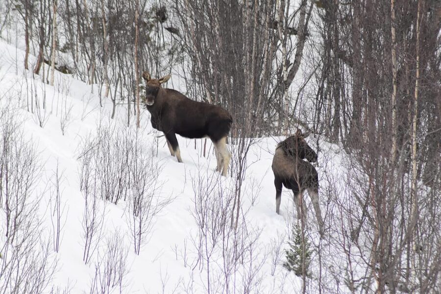 Abisko: Snowmobile Sightseeing Tour - Abisko Valley by snowmobile: why it works so well in winter