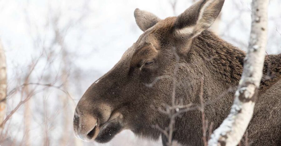Abisko: Wilderness Snowshoe Hike - Should you book the Abisko Wilderness Snowshoe Hike?