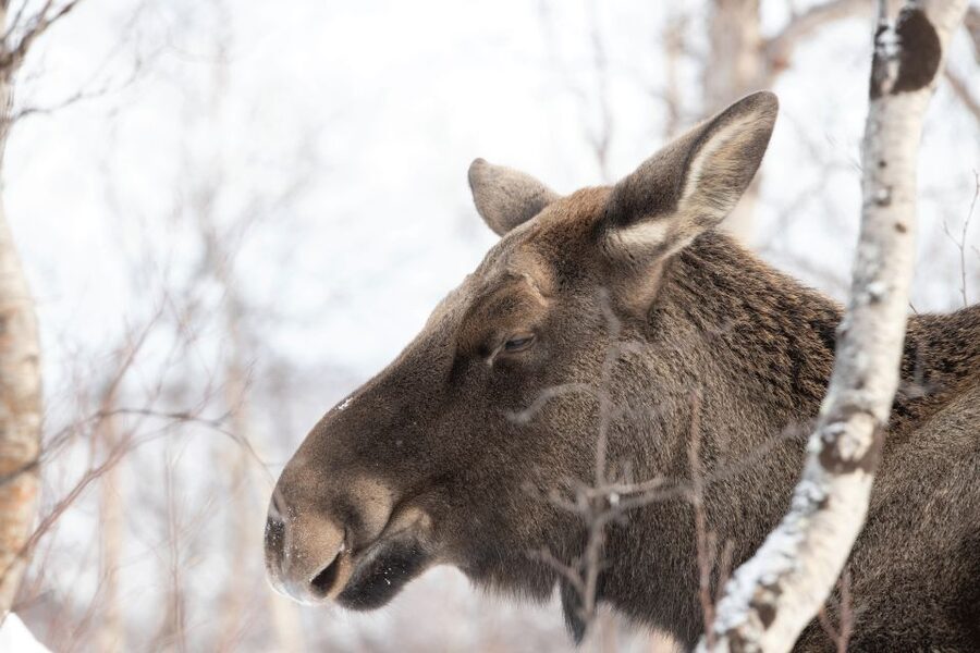 Abisko: Wilderness Snowshoe Hike - The 2 hour plan: from Karvens väg to mountain views and a warm break