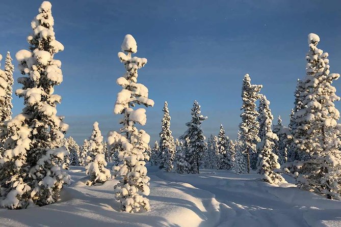 Afternoon Snowmobile Tour - What the ride feels like: pace, stops, and time to look up
