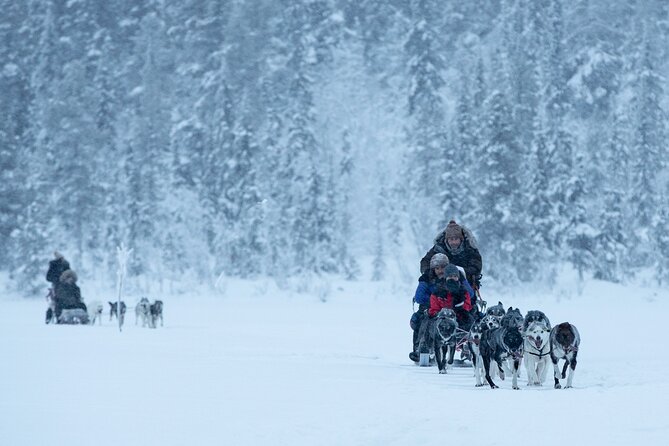 Arctic Afternoon Eco Experience (14:00-17:00- driving the sled) - Arctic Afternoon Husky Sledding, in plain terms