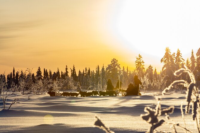 Arctic Afternoon Eco Experience (14:00-17:00- driving the sled) - The timing: 14:00 to 17:00 and why the afternoon works