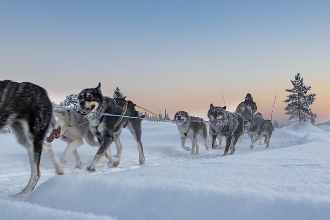 Arctic Afternoon Eco Experience (14:00-17:00- driving the sled) - Dress for cold: layers, gloves, eye protection, and bodyweight
