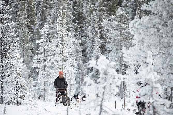 Arctic Afternoon Eco Experience (14:00-17:00- driving the sled) - The huskies up close: connection, working behavior, and the pens