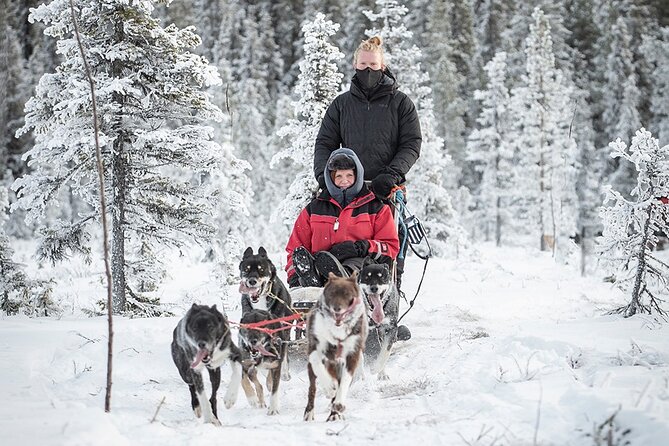 Arctic Afternoon Eco Experience (14:00-17:00- driving the sled) - Winter calm on the trail: serenity plus motion