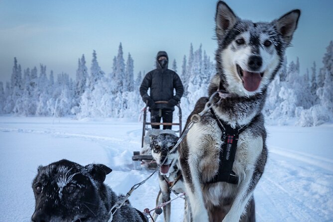 Arctic Afternoon Eco Experience (14:00-17:00- driving the sled) - Small group value: what you get for $334.56