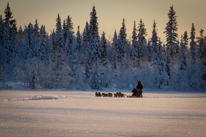 Arctic Afternoon Eco Experience (14:00-17:00- driving the sled) - Pickup in Kiruna, and meeting at Snowdog