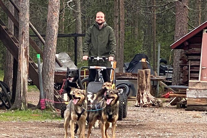 Autumn Husky Sit and Drive Cart Tour from Kiruna - Why This Autumn Husky Cart Tour Works in Kiruna