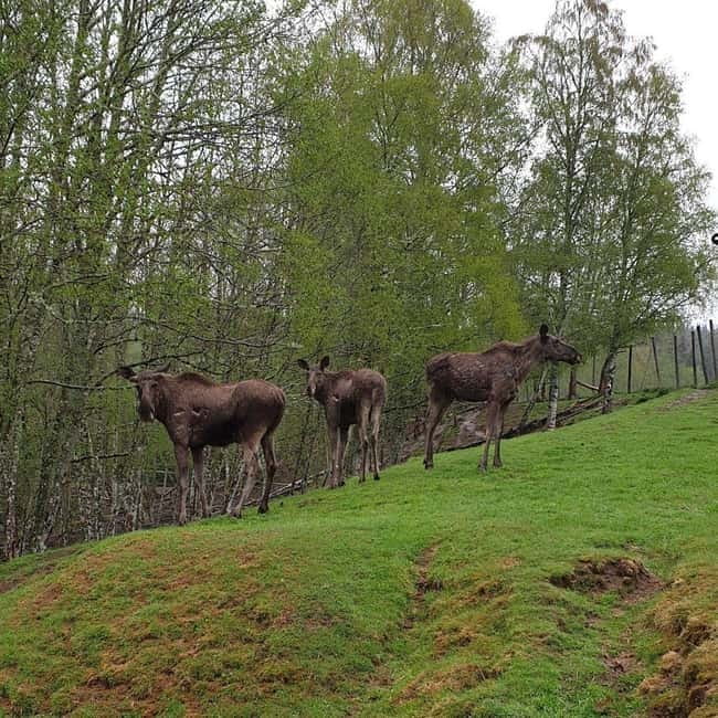 Dals Långed: Moose Park Guided Tour with Feeding - Key Highlights at a Glance
