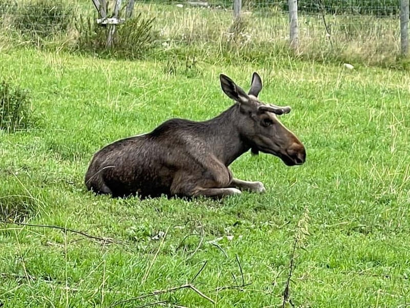 Dals Långed: Moose Park Guided Tour with Feeding - What You Actually See: Moose Feeding Up Close (and What to Watch For)