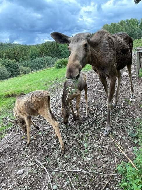 Dals Långed: Moose Park Guided Tour with Feeding - Who Should Book This Moose Park Feeding, and Who Should Skip It