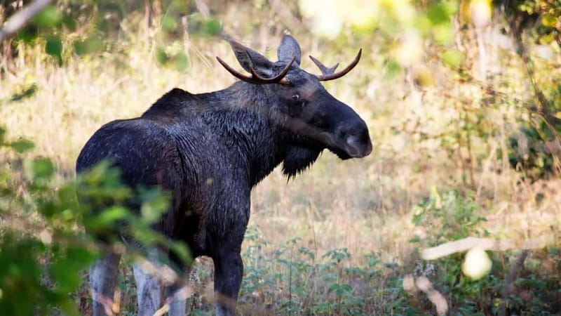 Dals Långed: Moose Park Guided Tour with Feeding - The 30-Minute Guided Feeding: How the Visit Flows