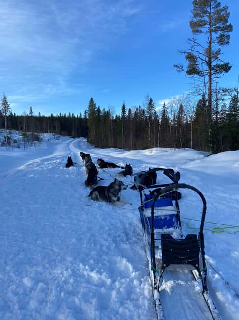 Dog sled tour with overnight stay in central Sweden/Härjedalen - Timing, pace, and how the full 2 days actually work