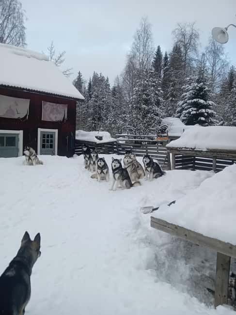 Dog sled tour with overnight stay in central Sweden/Härjedalen - What is included, and where the value shows up at $276 per person