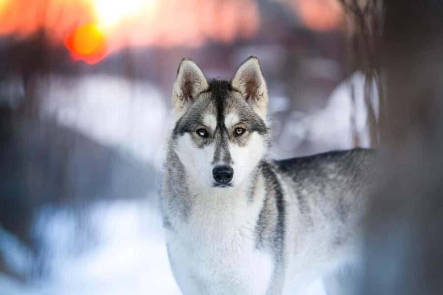 Dog sled tour with overnight stay in central Sweden/Härjedalen - Who this dog sled overnight fits best, and who should think twice