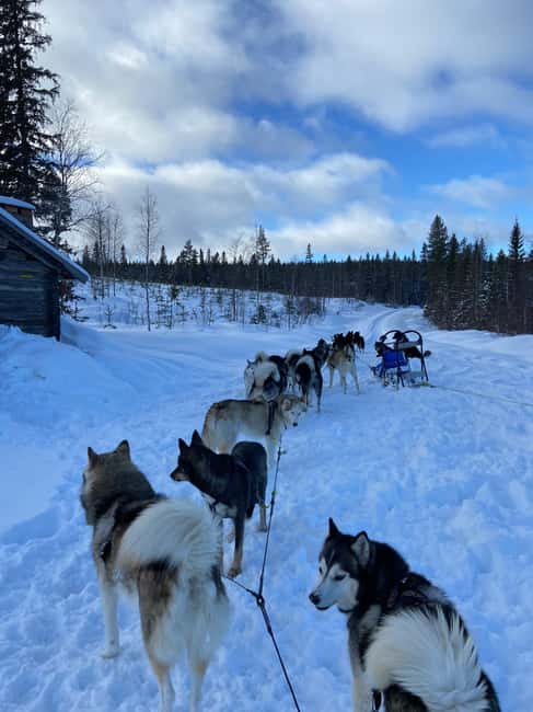 Dog sled tour with overnight stay in central Sweden/Härjedalen - Final call: should you book Northern moments ab?