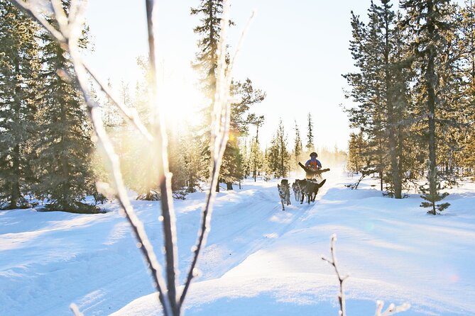 Dogsled Adventure Kiruna - Key highlights before you go