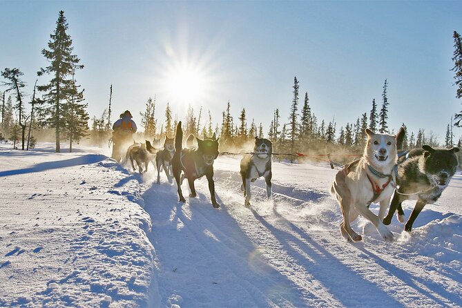 Dogsled Adventure Kiruna - The 3 hour flow, pickup to return, and where the time really goes