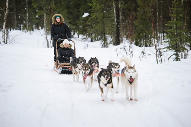 Dogsled Adventure Kiruna - The guide briefing that turns cold chaos into a smooth ride