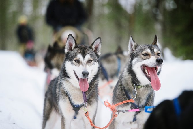 Dogsled Adventure Kiruna - The warm break: Swedish fika, coffee over fire, and hot food in a tipi-style setting