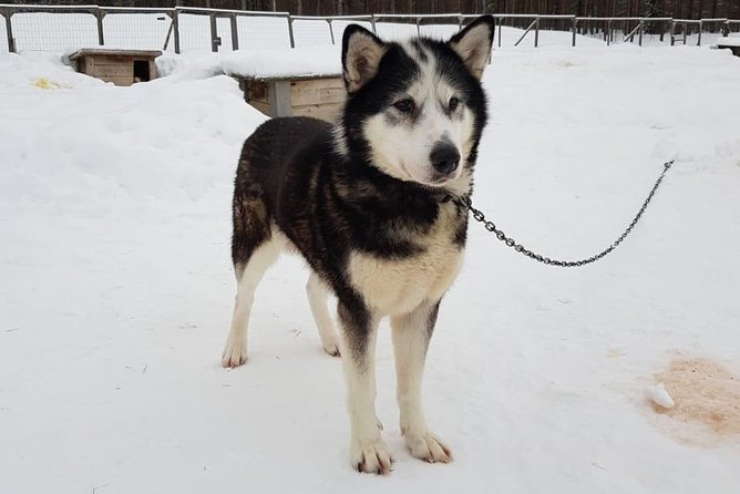 Dogsled Adventure Kiruna - What to wear for Kiruna winter, so your skin stays happy