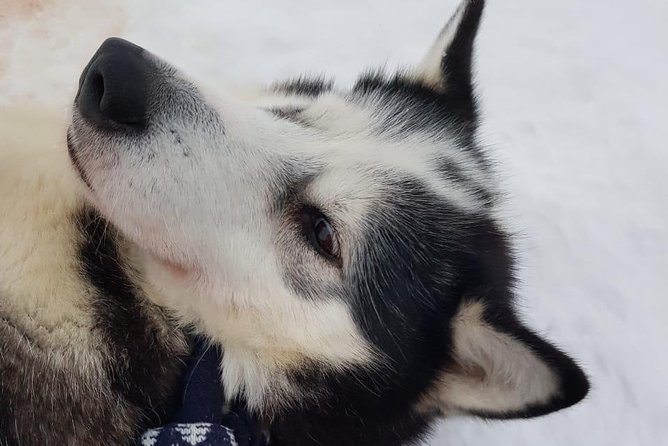 Dogsled Adventure Kiruna - Who this is best for, and the one potential mismatch