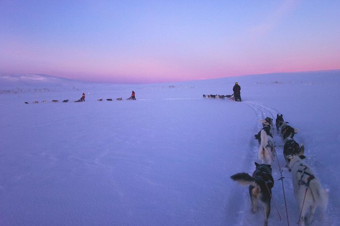 Dogsled Adventure Kiruna - Passenger riding behind a friendly team, plus the drive question