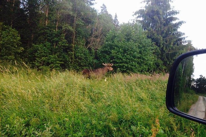 Evening Wildlife Safari from Stockholm - Kungsbro strand check-in: be early or you risk missing it