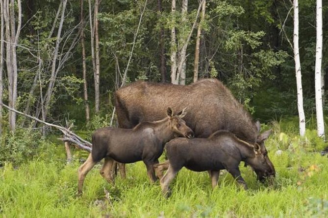 Evening Wildlife Safari from Stockholm - Twilight wildlife spotting: what you’ll be scanning for