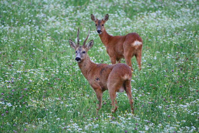 Evening Wildlife Safari from Stockholm - Guides, group energy, and how the evening feels
