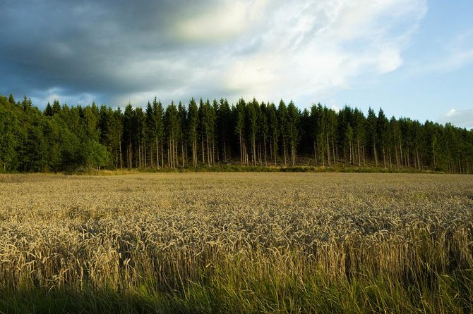 Evening Wildlife Safari from Stockholm - The Midsummer camp meal: food, pacing, and a good reason to listen