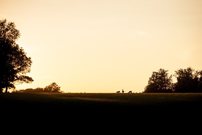 Evening Wildlife Safari Stockholm - Bornsjöns naturreservat and the open-fire dinner with sunset views