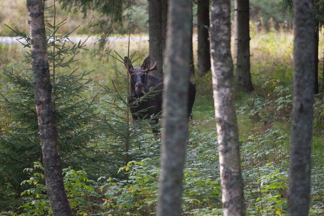Evening Wildlife Safari Stockholm - How to dress and prepare for a 5-hour night outdoors