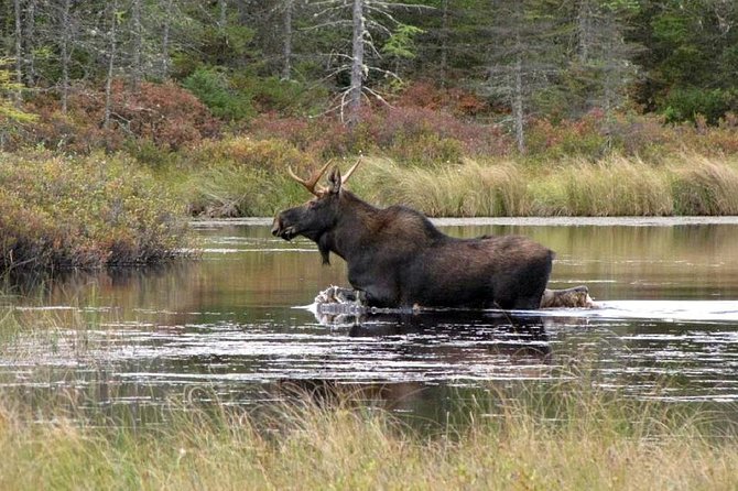 Evening Wildlife Safari Stockholm - Meeting at The Green Trails, then getting ready for the woods