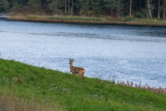 Evening Wildlife Safari with Campfire Dinner from Stockholm - Key highlights to know before you go