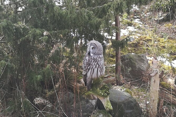 Evening Wildlife Safari with Campfire Dinner from Stockholm - Why Tyresta at dusk feels like Stockholm’s real nature break