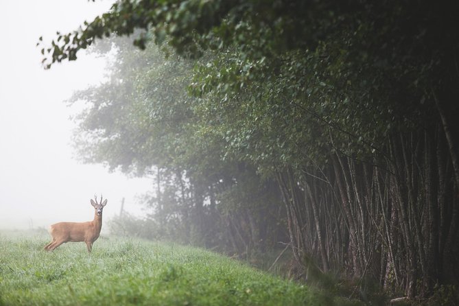 Evening Wildlife Safari with Campfire Dinner from Stockholm - Campfire dinner over wood fire: cozy, simple, and part of the pacing