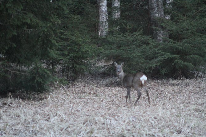 Evening Wildlife Safari with Campfire Dinner from Stockholm - The dusk wildlife safari: minivan scanning and timing your eyes