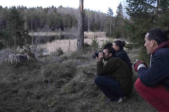 Evening Wildlife Safari with Campfire Dinner from Stockholm - Walking level, footing, and what matters for comfort