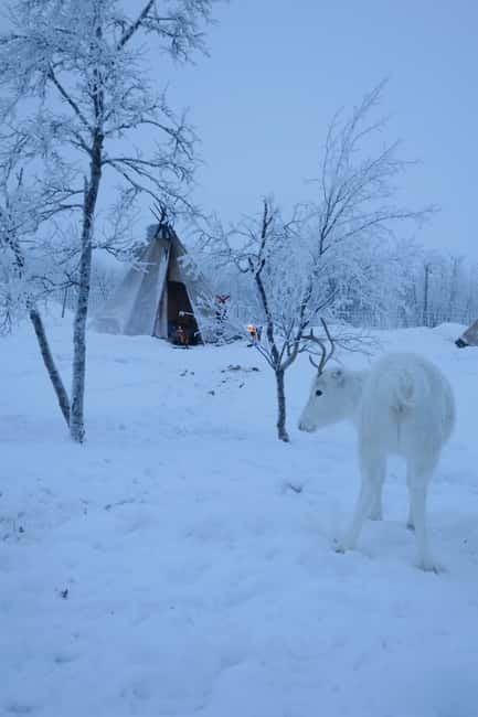 Experience the majestic Auroras Kiruna-Abisko & lodge dinner - When the aurora cooperates (and when it doesn’t)