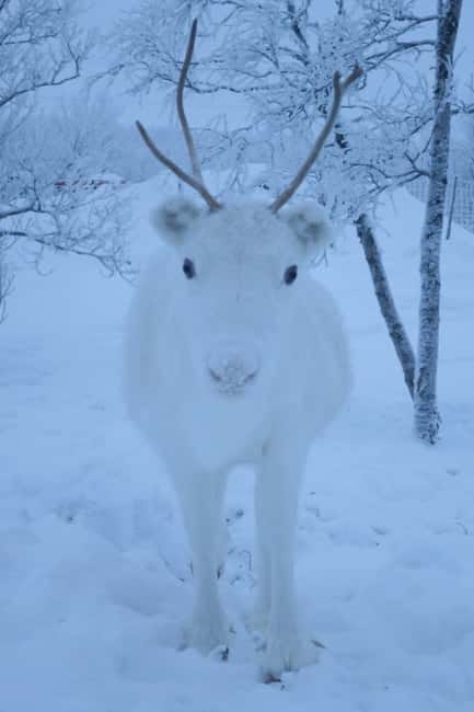 Experience the majestic Auroras Kiruna-Abisko & lodge dinner - What the evening feels like, hour by hour