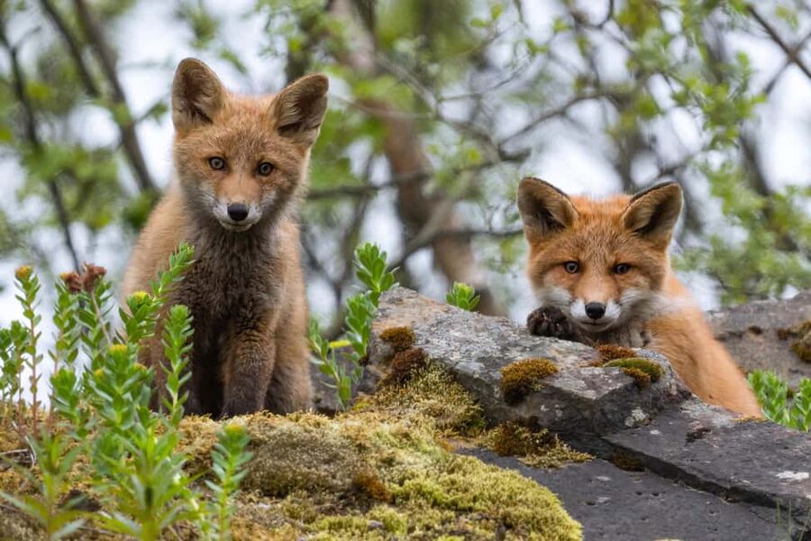 Explore the Norwegian Fjords and the Wildlife from Abisko. - Key highlights I think you will care about