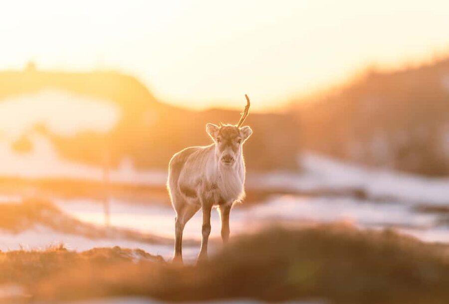 Explore the Norwegian Fjords and the Wildlife from Abisko. - From Abisko to the fjords: the drive that sets up your day