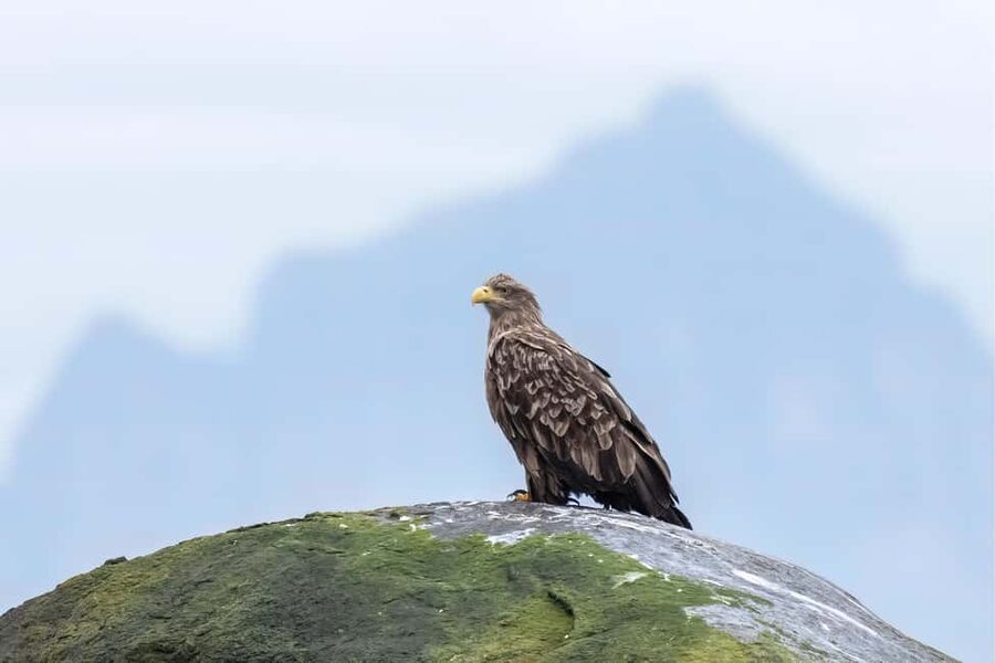 Explore the Norwegian Fjords and the Wildlife from Abisko. - Timing, winter comfort, and that 4x4 advantage