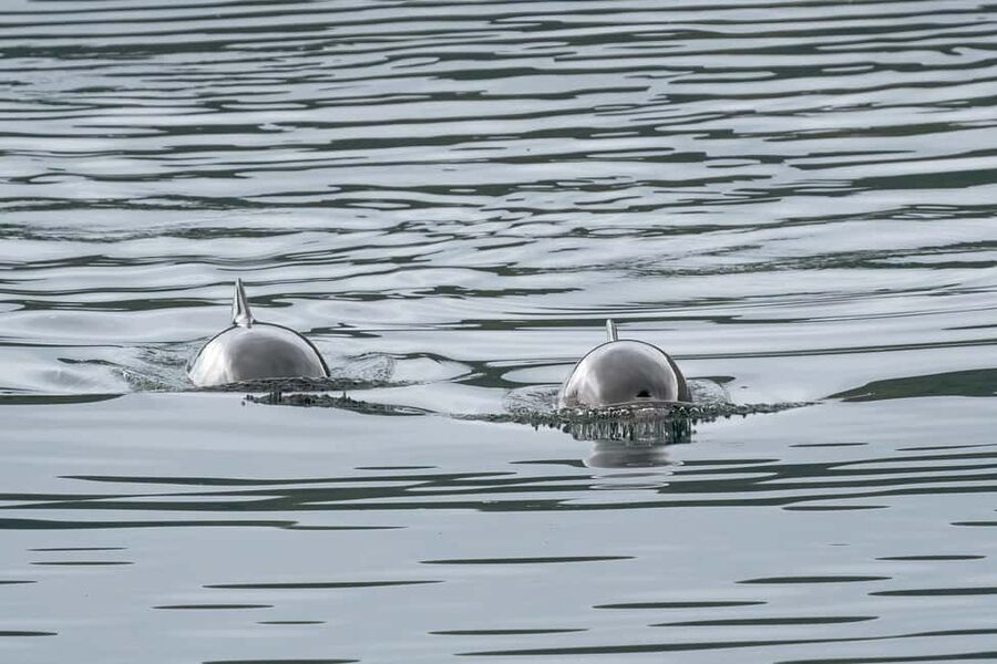 Explore the Norwegian Fjords and the Wildlife from Abisko. - What to bring, so you can focus on animals not discomfort
